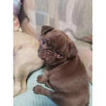 PUG FAN CLUB!!!!!