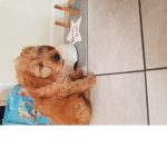 Team Dogsss