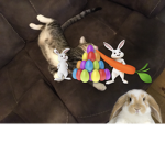 Easter cat island