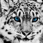 Snow Leopards Are Amazing Club