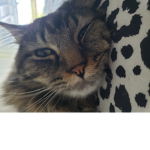 THE-officialCATgroup