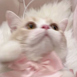 ✧･ﾟ: 🍥*✧･ﾟ:🎐*