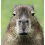 Capybara Beast