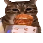 KKIZUKI