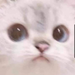 Roupinhaskkj