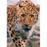 Aesthetic leopards