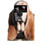 The Basset Hounds
