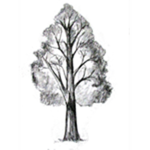 The Tree Family Chapter Two