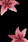 mochaas