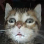 Fans de los gatos UwU