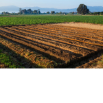 BU | The Potato Farmers