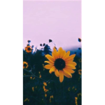 Sunflower-glitter