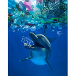 SALM (Sea Animals Lives Matter)