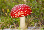 mushroom clan uwu