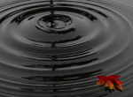 The gang gang groupy