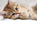 #Kitty Group