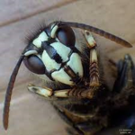 bald faced wasp fan group