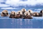 Team Otter