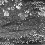 flora & fauna