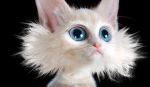 Cute Cat Studio :D