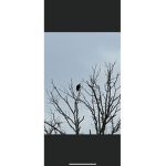 Eagle savers