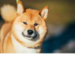 Shiba Inu Hangout!!