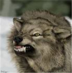the wolf army
