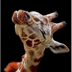 - giraffe -