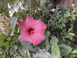 RosasTulips