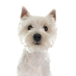 The Woof Woof Group
