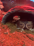 SNAKES RULE!!!!!