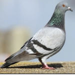 Pigeon Thing