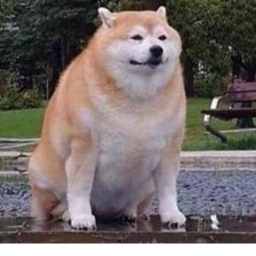 Chonk Quest! (Alpha)