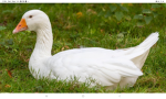 Lil geese