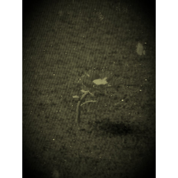 sacred memory