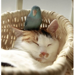 Cats and birds