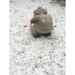 Noodle the chicken