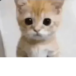 El gato fans!