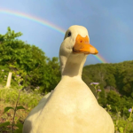 duck enthusiasts