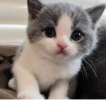 Kittie love