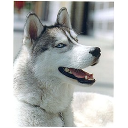 Huskies hangout