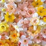 daffodil club