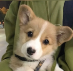 doggie spirit