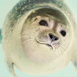 A Suspicious Group of Seals