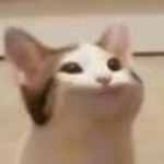 Pop Cat Group Chat