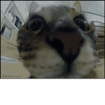 silly kitty co