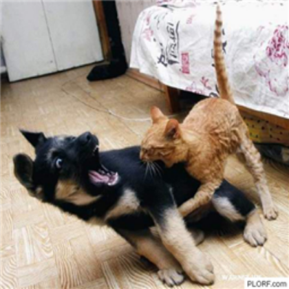 cat attacking dog Roblox decal