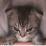 Meow_coolclothes