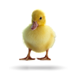 EL DIOS PATO THE GOD DUCK