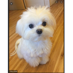 The dogs of dogs